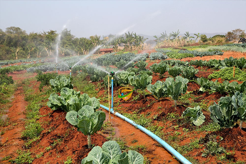 Ghanaian farmer using a smart drip irrigation system to water crops efficiently in a dry field, showcasing modern agriculture and water-saving technology.